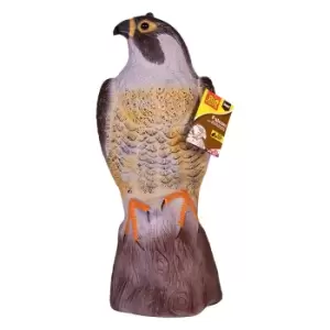 Image of The Big Cheese Falcon