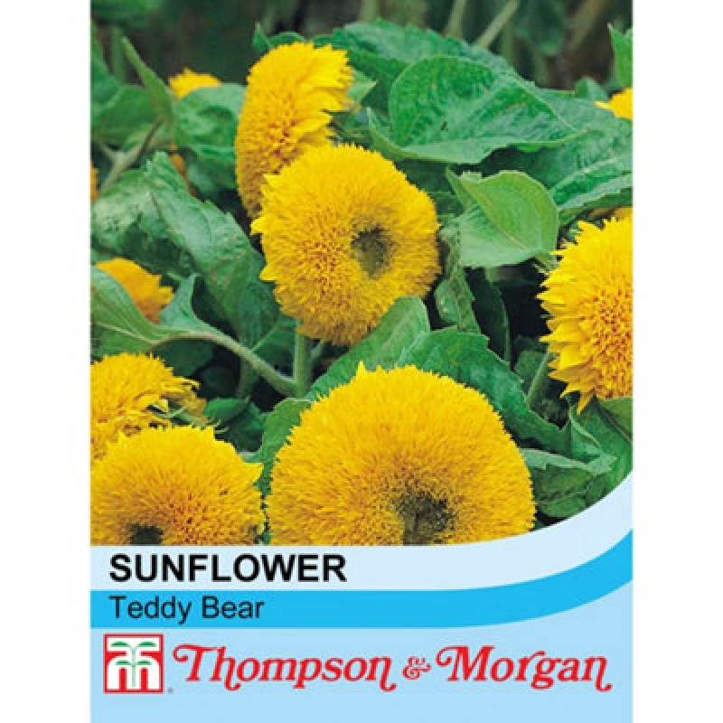 Image of Thompson & Morgan Sunflower Teddy Bear 1 Packet (40 Seeds)