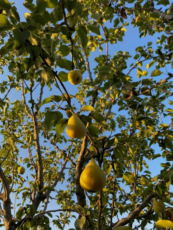 Image of Direct Plants Pyrus Du Comice Pear Fruit Tree 5-6ft Tall Supplied in a 7.5L Pot in Green Green Unisex