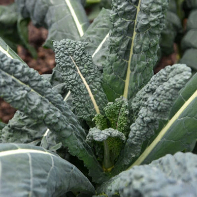 Image of Thompson & Morgan Nero Di Toscana Kale Seeds - Hardy Annual Vegetable Seeds 1 X Packet 50 Seeds By T&m