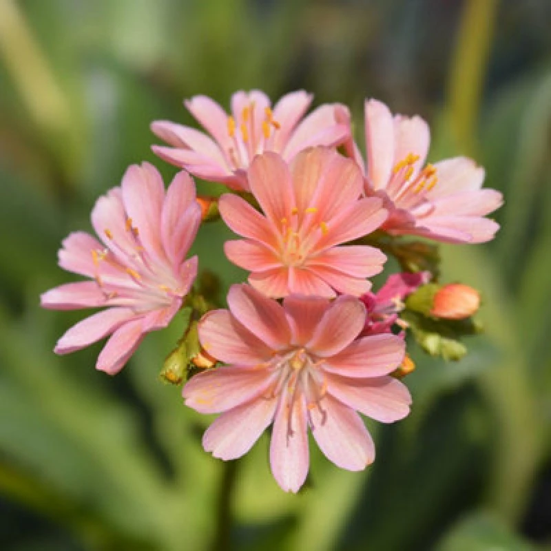 Image of Thompson & Morgan Lewisia Cotyledon Mountain Dreams 10.5Cm Potted Plant X 1