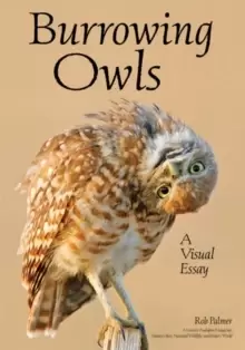 Image of Burrowing Owls : A Visual Essay