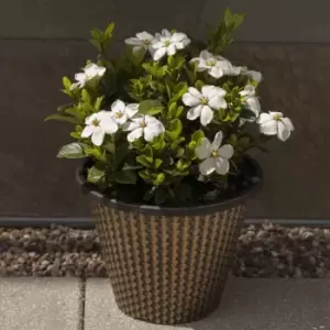 Image of YouGarden Pair Of Hardy Gardenia In 9Cm Pots