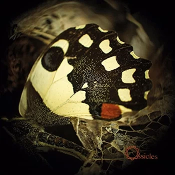 Image of Ossicles - Music for Wastelands CD