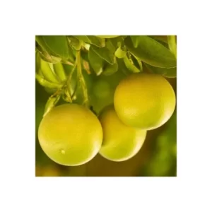 Image of Grapefruit Citrus Tree
