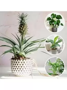Image of Tropical Houseplant Selection (Bundle Of 4 Houseplants)