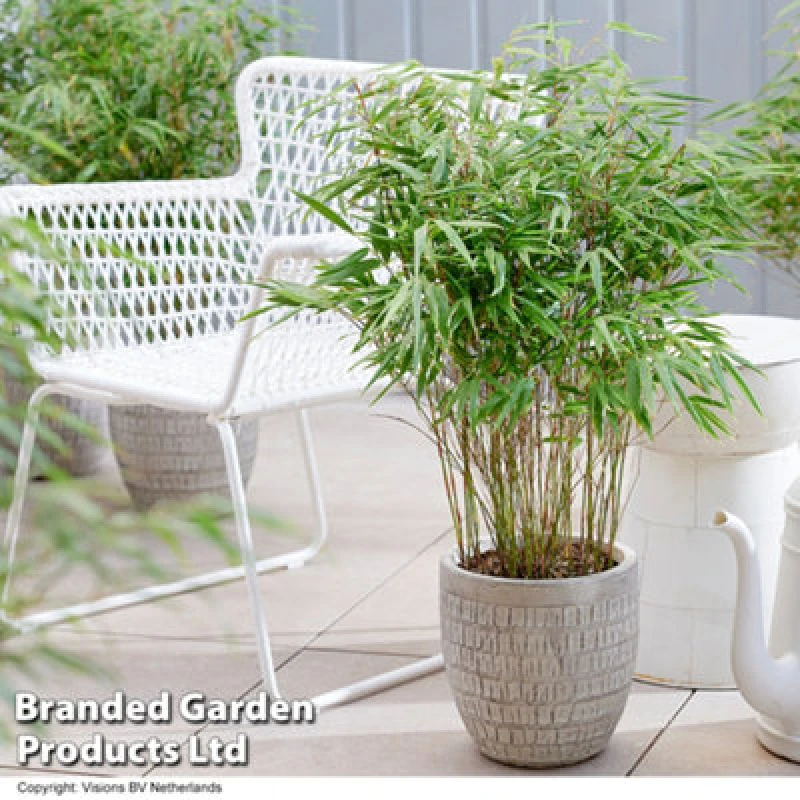 Image of Thompson & Morgan Umbrella Bamboo Fargesia Rufa 19Cm Potted Plant X 1 -Outdoor Garden Plants, Ideal For Pots And Containers