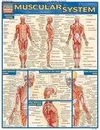 Image of muscular system