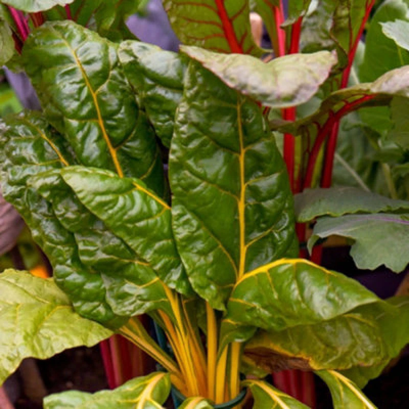 Image of Thompson & Morgan Swiss Chard Bright Lights Rainbow Stem Easy-Grow Nutrient-Rich Veg Patch Or Patio 1 Packet 40 Seeds T&m
