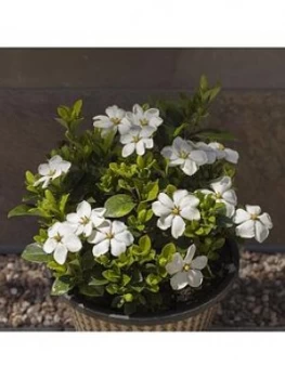 image of Gardenia Kleims Hardy 2L