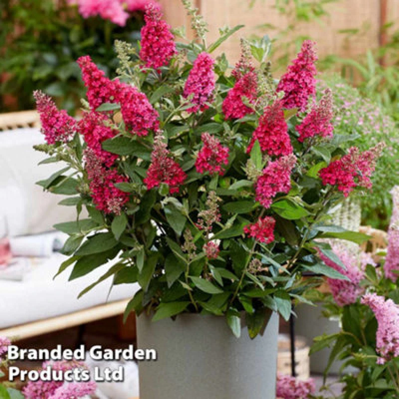 Image of Thompson & Morgan Buddleja Butterfly Candy Little Ruby 9Cm Pot X 1