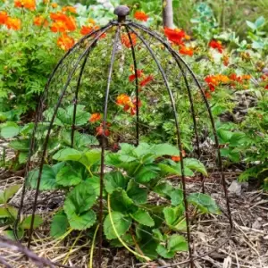 Outdoor Wire Netted Plant Protector Bronze