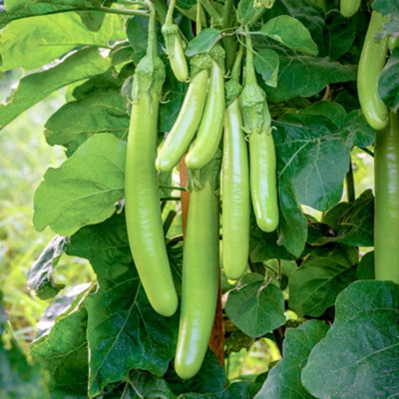 Image of Thompson & Morgan Aubergine Green Knight F1 1 Seed Packet