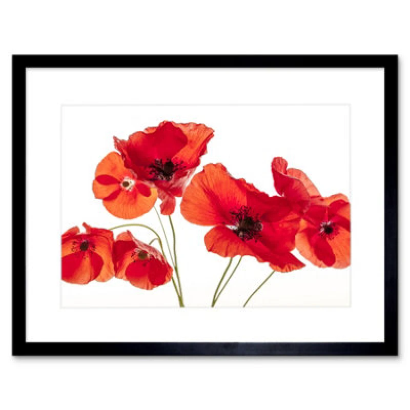 Image of Artery8 Photo Nature Flower Poppy Heads Red Petals 12X16" Framed Wall Art Print