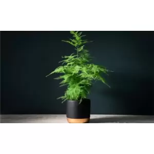 Image of Thompson & Morgan Thompson and Morgan Lace Fern- Asparagus Fern 13cm pot x 2
