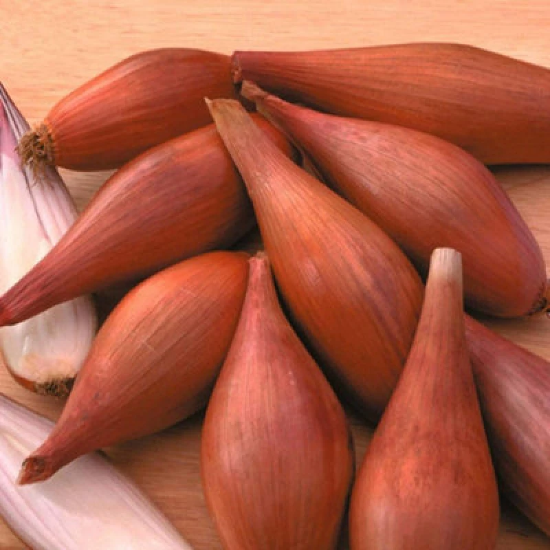 Image of Thompson & Morgan Shallot Figaro 1 Seed Packet (150 Seeds)