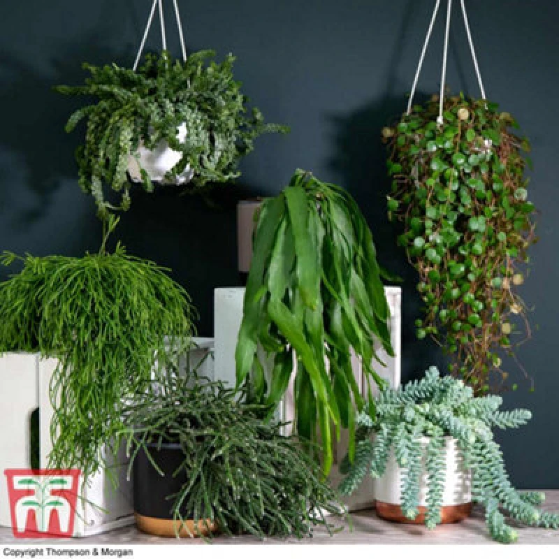 Image of Thompson & Morgan Houseplant Nurserymans Choice Succulent Hanging Basket 14Cm Pot X 1