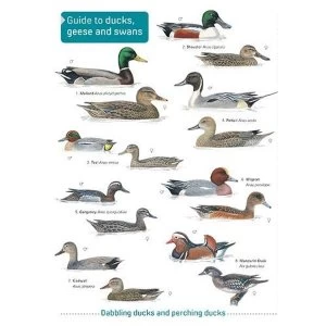 Image of Ducks, Geese and Swans Paperback / softback 2019