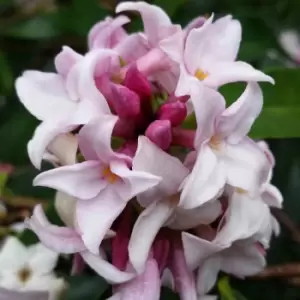 Image of YouGarden Daphne 'Perfume Princess' in 15cm Pot