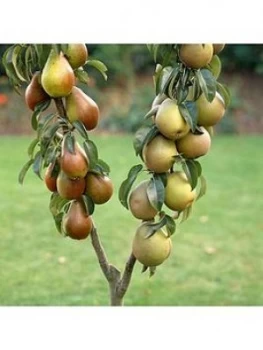 Image of Duo Pear Tree - 2 Varieites On 1 Tree 3L Pot 1M Tall