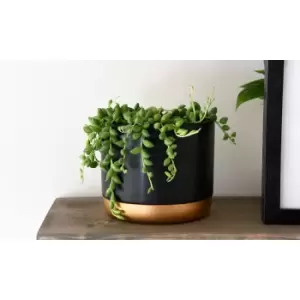 Image of Thompson & Morgan Thompson and Morgan Senecio String of Teardrops 11cm Pot x 3