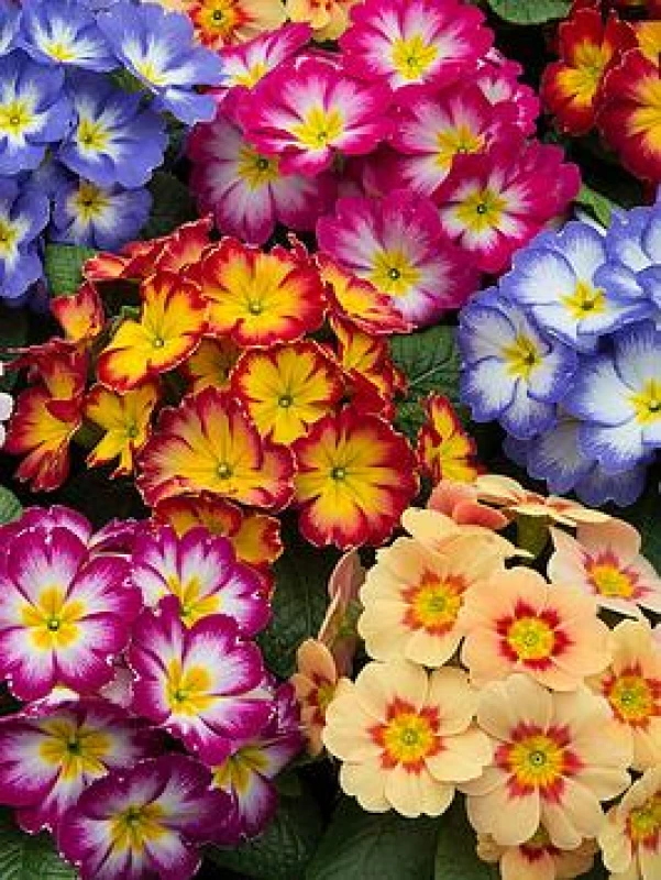 Image of YouGarden Primrose Bonelli Bicolour Mix - 20 Garden Ready Pl Plants 20 GR Plug Multi 42940299000
