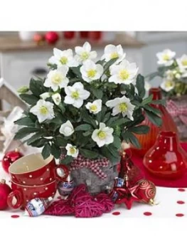 Image of Set Of 3 Helleborus 'Christmas Carol' In 1L Pot
