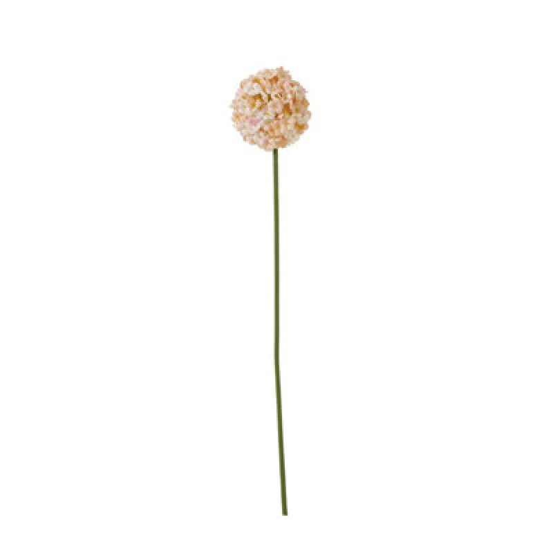 Image of The Natural Garden Collection White & Apricot Allium