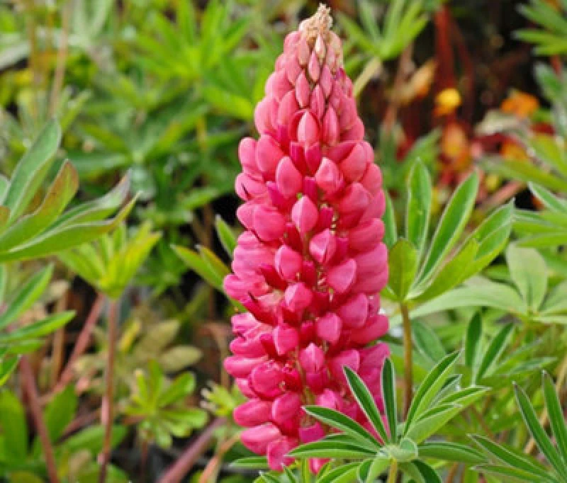 Image of Thompson & Morgan Lupin The Pages 1 Litre Potted Plant X 1