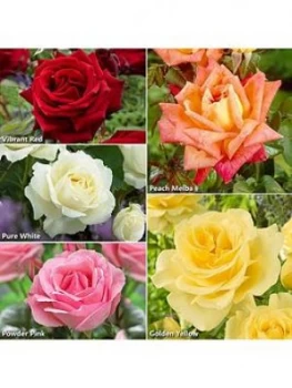 image of Best Ever Hybrid Tea Rose Collection X 5 Bare Root Roses