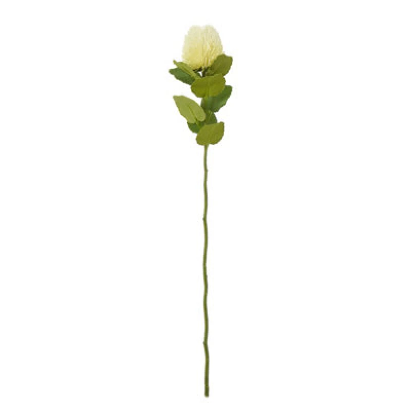 Image of Cream Banksia Stem