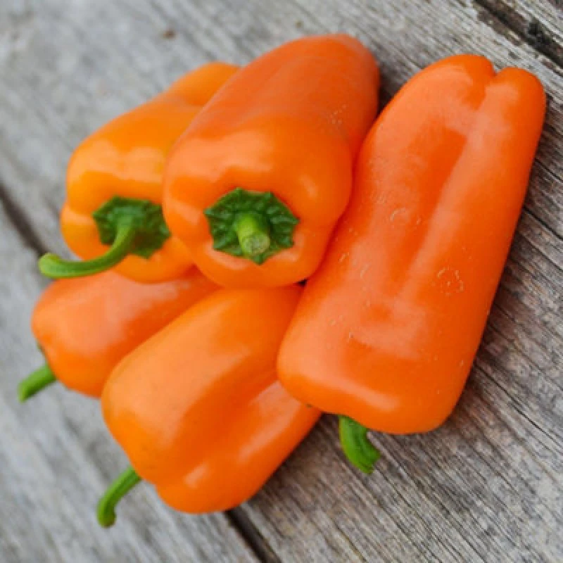 Image of Sweet Pepper Hamik Half-Hardy Annual Very Sweet Orange Fruits 1 Packet X 10 Seeds By Thompson & Morgan