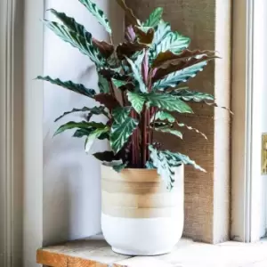 Image of Ivyline Bamboo White Planter - D28Cm