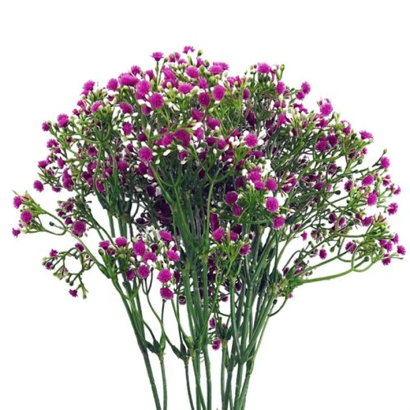 Image of Leaf Pack of 6 x 55cm Gypsophila Pink Stem