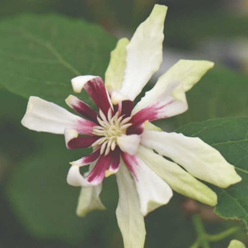 Image of Thompson & Morgan Calycanthus Floridus Venus 15Cm Potted Plant X 1