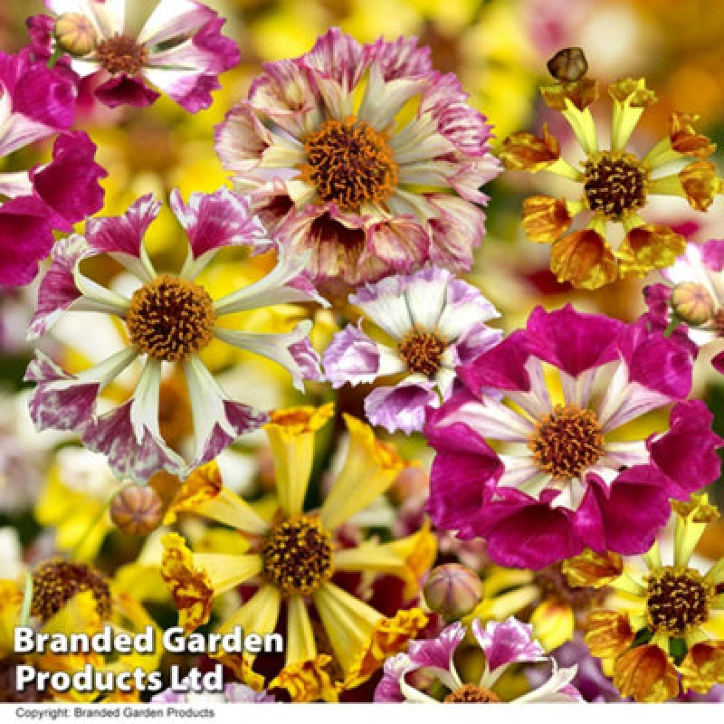 Image of Thompson & Morgan Coreopsis Incredible Sea Shells Mix 1 Seed Packet (200 Seeds)