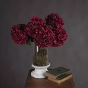 Image of Autumn Ruby Hydrangea