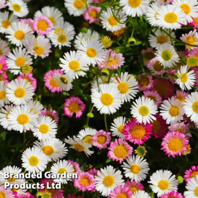 Image of Thompson & Morgan Erigeron Karvinskianus 9Cm Potted Plant X 3