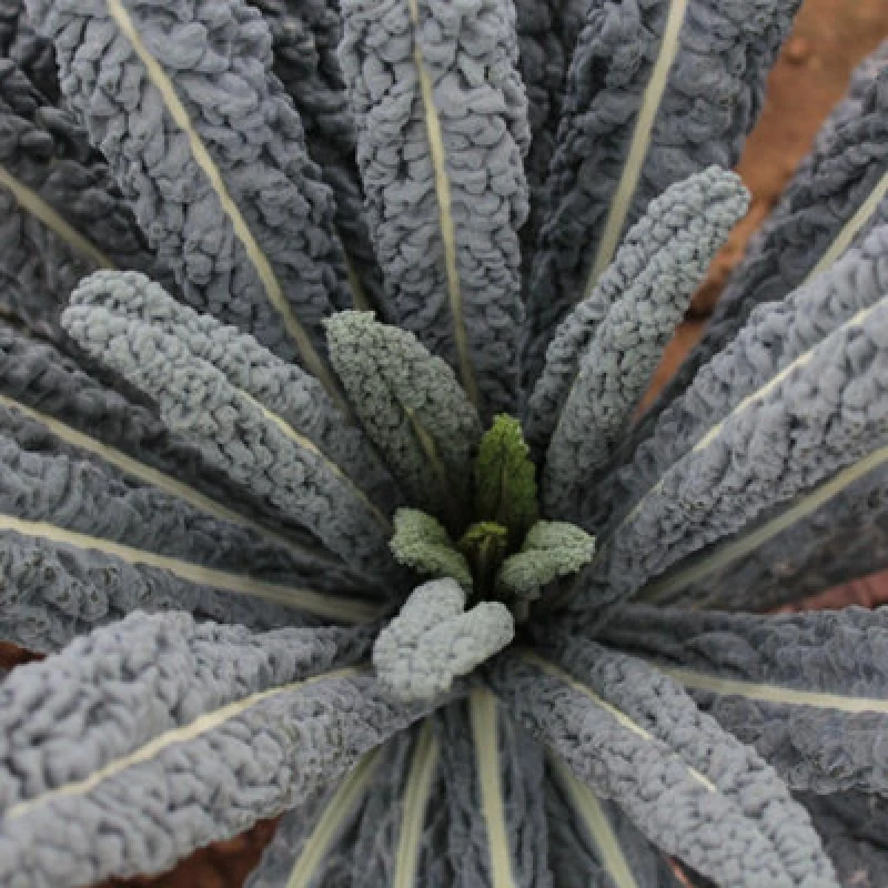 Image of Thompson & Morgan Kale Cobra F1 Seeds - Tender Dark Leaves High Yield Winter Veg Cut & Come Again Hardy - 1 Packet (20 Seeds)