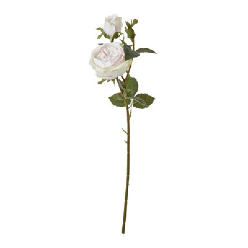 Image of The Natural Garden Collection Pink Charity Rose