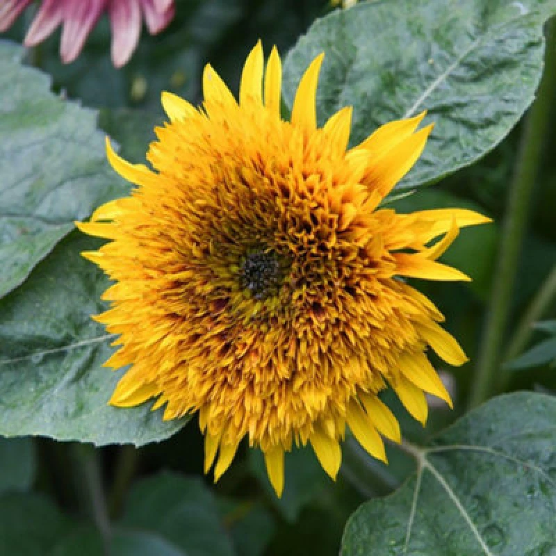 Image of Sunflower Fire Fox Hardy Annual Double Blooms Fiery Red & Yellow 1 Packet X 12 Seeds By Thompson & Morgan