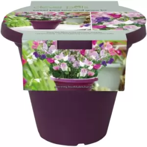 image of Sweet Pea Sow and Grow kit - Purple - Clever Pots