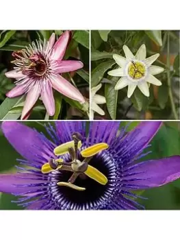 image of Passiflora Collection - 3 X 9Cm Pots