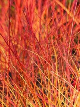 Image of Cornus Sanguinea. 2 X 9Cm Pot
