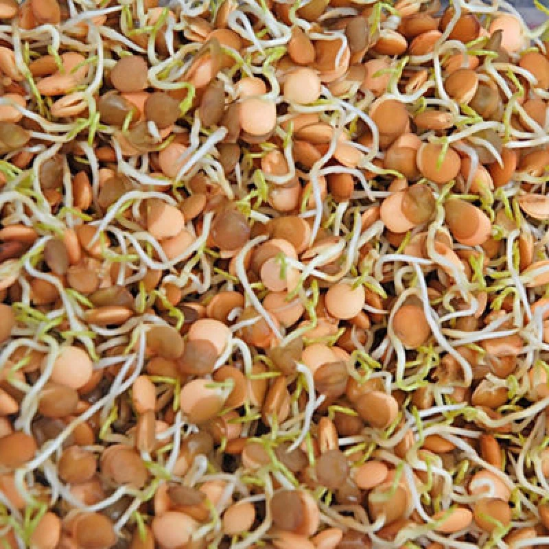 Image of Lentil Sprouting Seeds (Lens Culinaris) - Easy To Grow Nutrient-Rich Shoots For Salads & Sandwiches - 1 Packet Thompson & Morgan