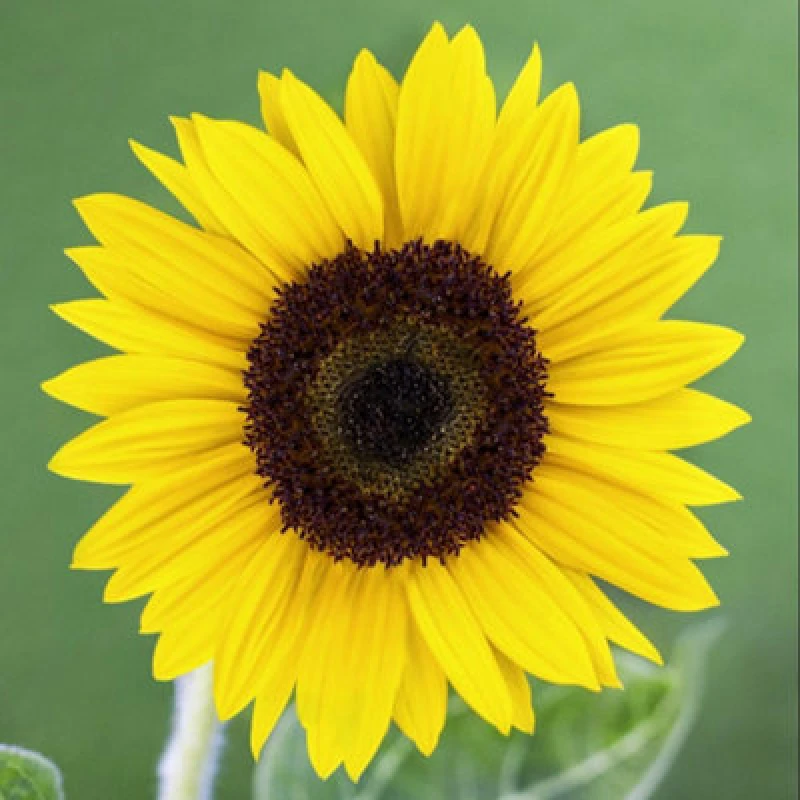 Image of Sunflower Carmel F1 Hardy Annual Pollen-Free Large Yellow Flowers 1 Packet X 15 Seeds By Thompson & Morgan