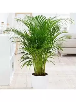 Image of Areca Palm 20Cm Pot 90Cm Tall