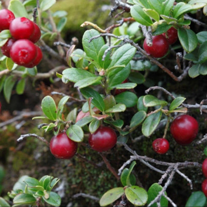 Image of Thompson & Morgan Vaccinium Macrocarpon Cranberry Seeds Hardy Edible Vitamin C Rich. 1 Packet (20 Seeds) By T&m