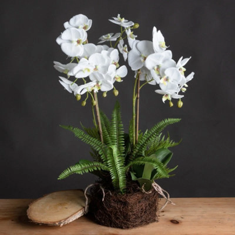 Image of Hill Interiors Large White Orchid And Fern Garden In Rootball