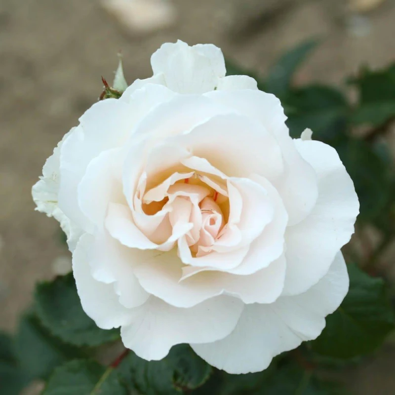 Image of YouGarden Rose Margaret Merril - Bare Root x 2 Multi unisex 2 bare rt